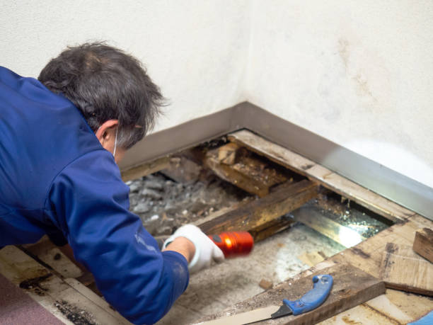 Best Mold Removal Near Me  in Navy Yard City, WA