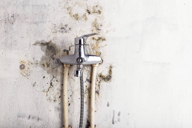 Navy Yard City, WA Mold Removal Pros