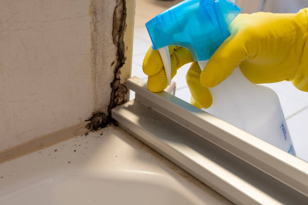 Best Water Damage Restoration  in Navy Yard City, WA
