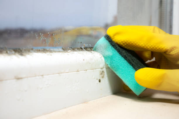 Office Mold Removal Services in Navy Yard City, WA