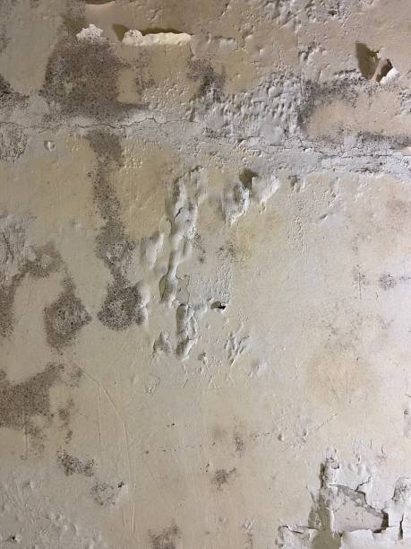 Best Home Mold Removal  in Navy Yard City, WA