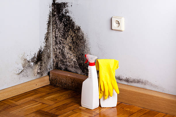 Best Crawl Space Mold Removal  in Navy Yard City, WA