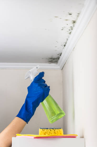 Best Mold Cleaning Services  in Navy Yard City, WA